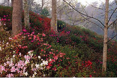 《帝国时代4》已进场压盘 玩家们等不及想玩了